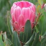 Protea Stately