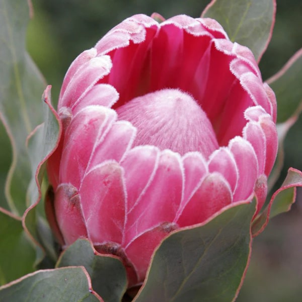 Protea Stately