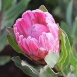 Protea Stately