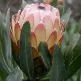 Protea Susara Protea Susara
