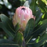 Protea Susara Protea Susara