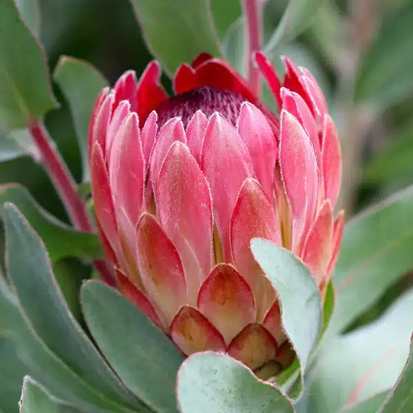 Protea Sylvia Protea Sylvia