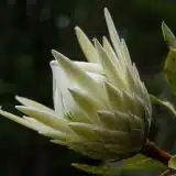 Protea White Crown P75prowcr - Garden Express Australia