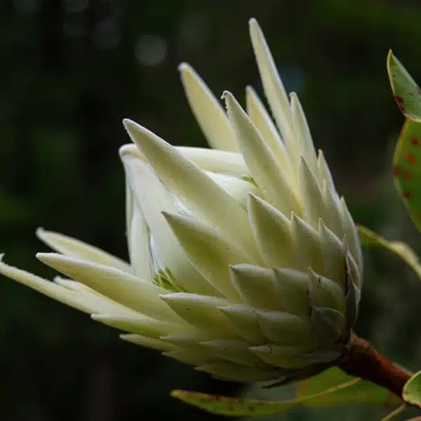 Protea White Crown Protea White Crown