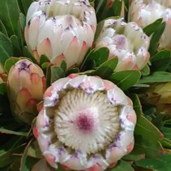 Protea White Ice