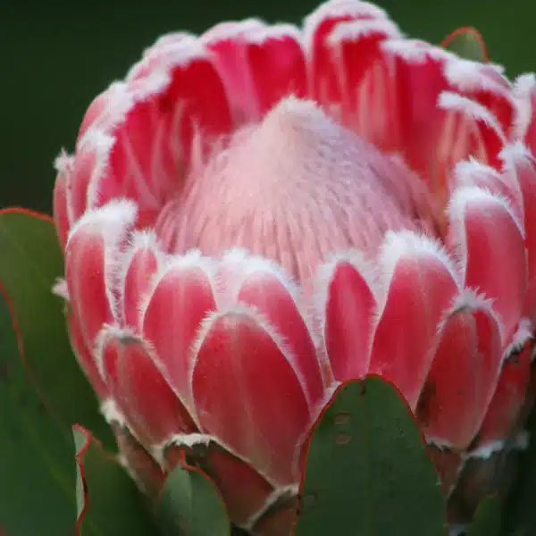 Protea Compacta Protea Compacta