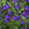 Salvias For Long-Lasting Colour Salvia Mirage Blue P68salmbu - Garden Express Australia