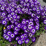 Senecio Mandala Blue Bicolour P68senmbb - Garden Express Australia