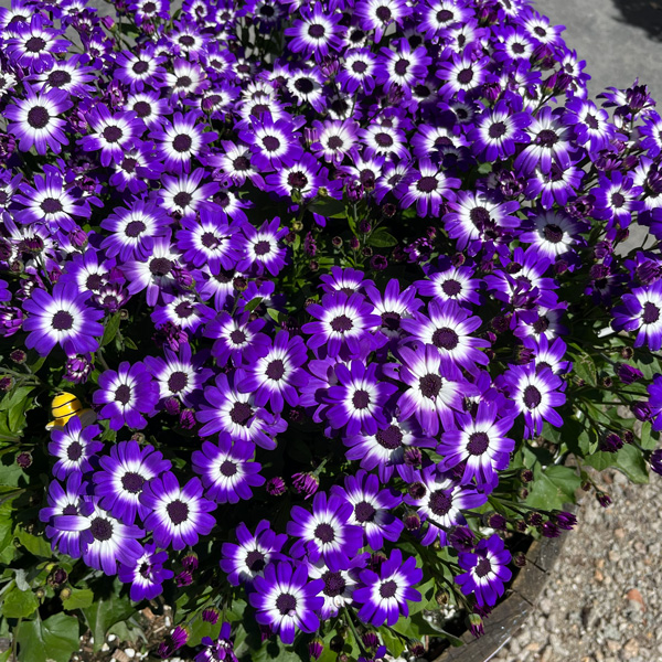 Senecio Mandala Blue Bicolour Senecio Mandala Blue Bicolour