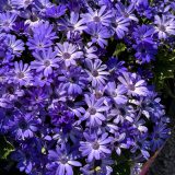 Senecio Mandala Blue Charme - Garden Express Australia