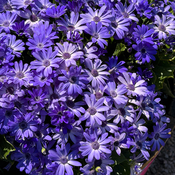 Senecio Mandala Blue Charme Senecio Mandala Blue Charme