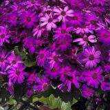 Senecio Mandala Plus Magic Purple Senecio Mandala Plus Magic Purple