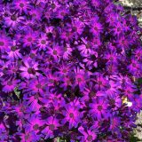Senecio Mandala Plus Magic Purple P68senmmp - Garden Express Australia