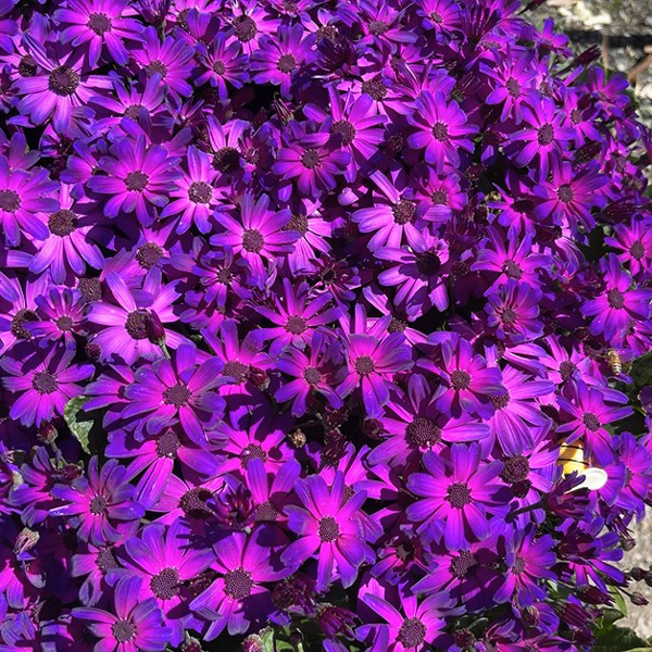 Senecio Mandala Plus Magic Purple Senecio Mandala Plus Magic Purple