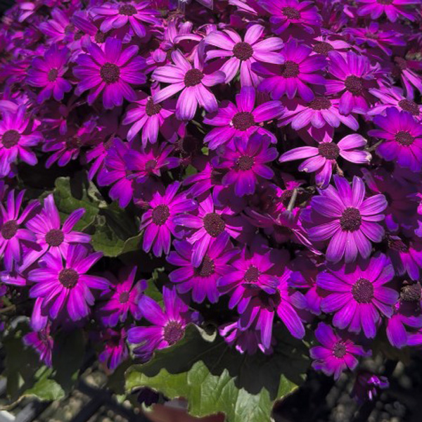 Senecio Mandala Plus Magic Purple Senecio Mandala Plus Magic Purple