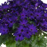 Senecio Mandala Plus Royal Blue P68senmrb - Garden Express Australia