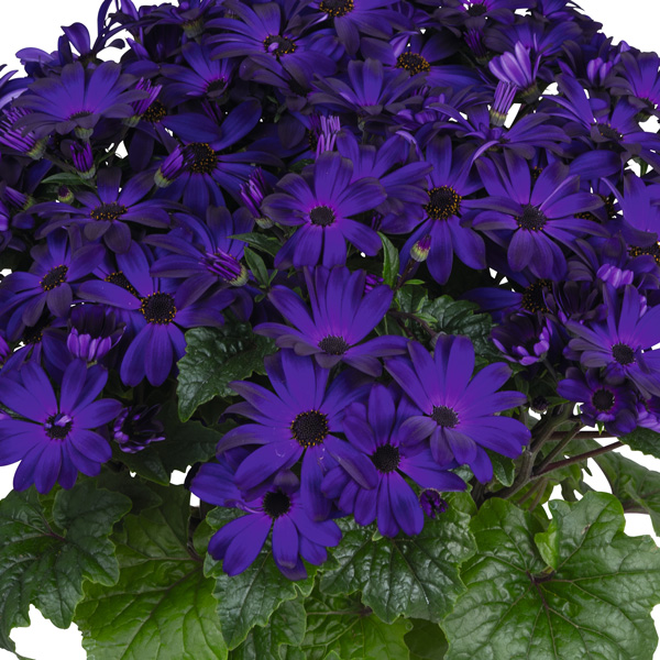 Senecio Mandala Plus Royal Blue Senecio Mandala Plus Royal Blue