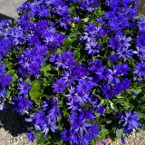 Senecio Mandala Plus Sky Blue P68senmsb - Garden Express Australia