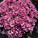 Senecio Mandala Salmon Senecio Mandala Salmon