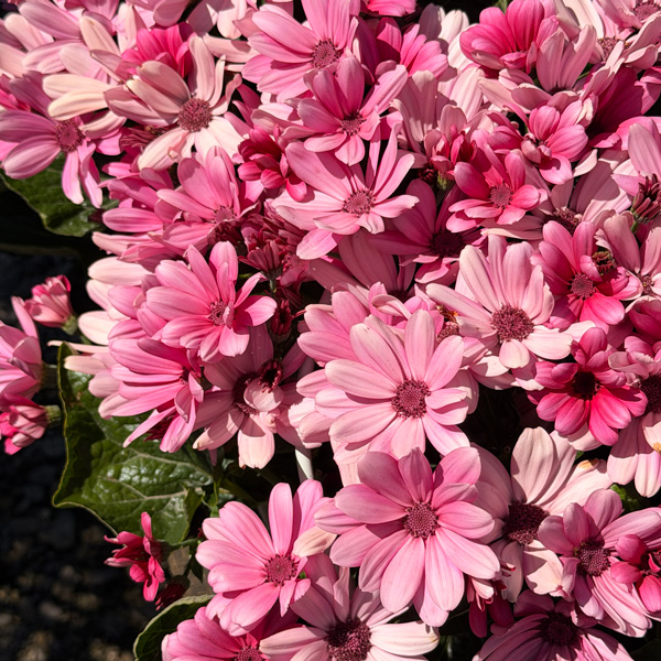 Senecio Mandala Salmon Senecio Mandala Salmon