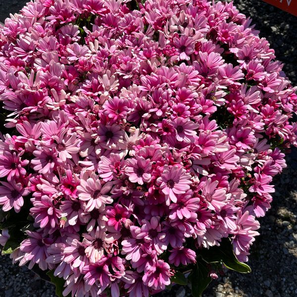 Senecio Mandala Salmon Senecio Mandala Salmon