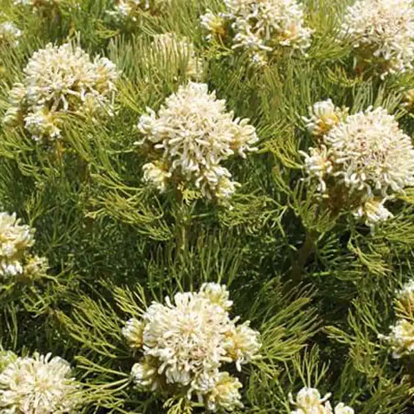 Serruria Lemon Honey Serruria Lemon Honey