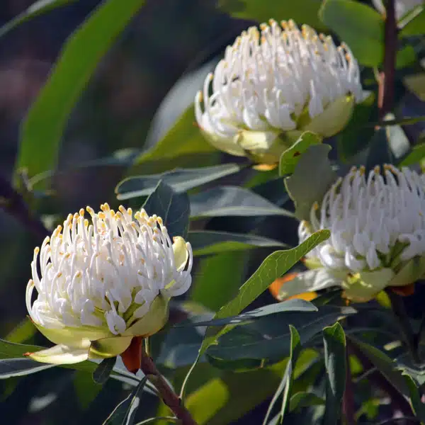 Telopea White Waratah Telopea White Waratah