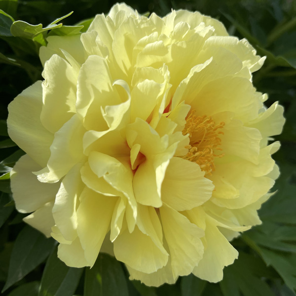 Tree Peony Arcadia Tree Peony Arcadia