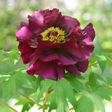 Tree Peony Black Panther Tree Peony Black Panther