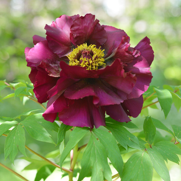Tree Peony Black Panther Tree Peony Black Panther