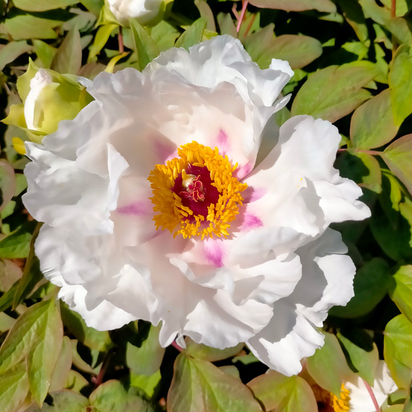 Tree Peony Hakuojishi Tree Peony Hakuojishi