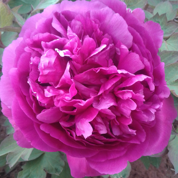 Tree Peony Purple Hat Tree Peony Purple Hat