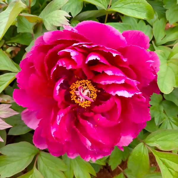 Tree Peony Shimadaijin Tree Peony Shimadaijin
