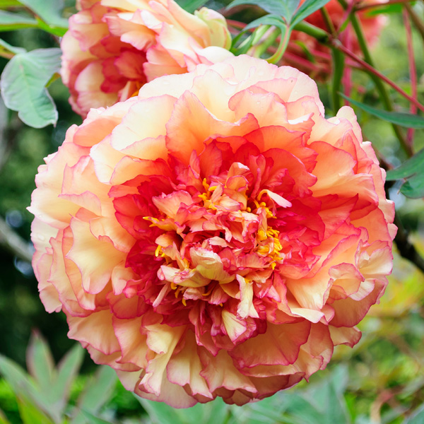 Tree Peony Souvenir De Maxime Cornu Tree Peony Souvenir De Maxime Cornu