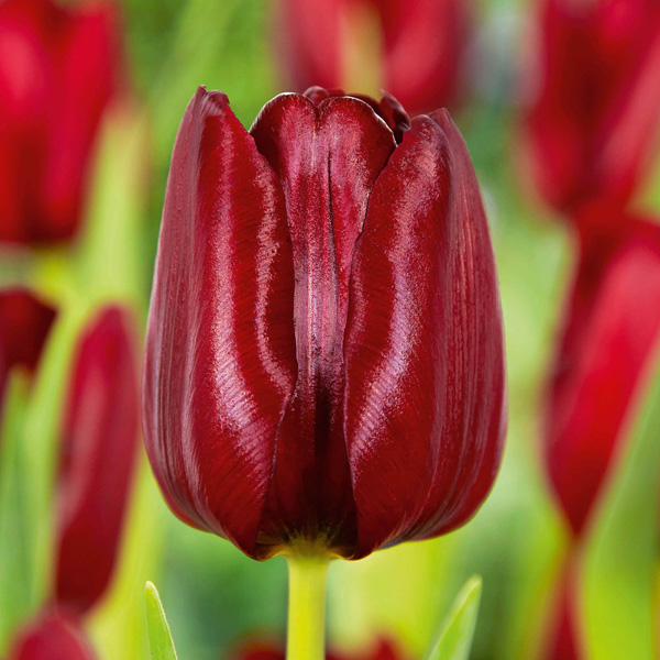 Tulip Mascara Tulip Mascara