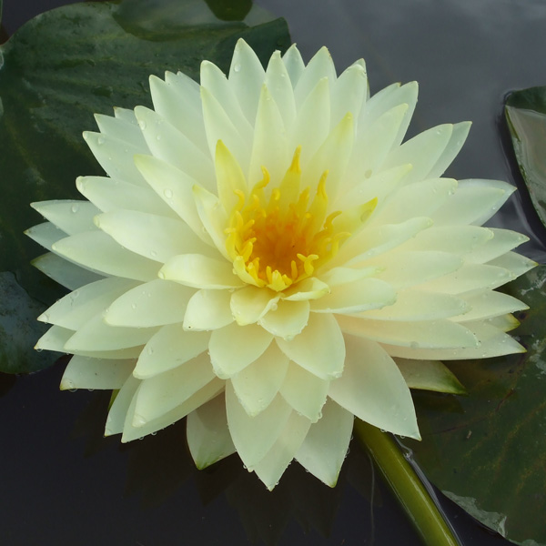 Water Lily Blushing Bride Water Lily Blushing Bride