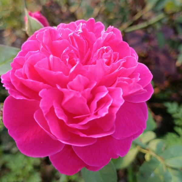 Brindabella Rose Purity Brindabella Rose Purity