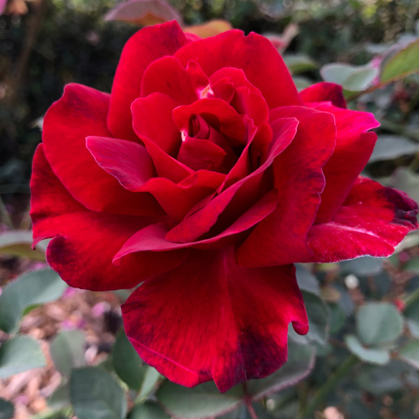 Brindabella Rose Redstar