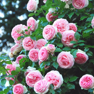 Climbing Rose Cinderella (Pbr) Climbing Rose Cinderella (Pbr)