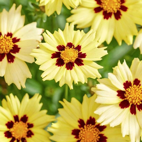 Coreopsis Solar Moon