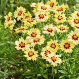 Coreopsis Solar Moon Coreopsis Solar Moon