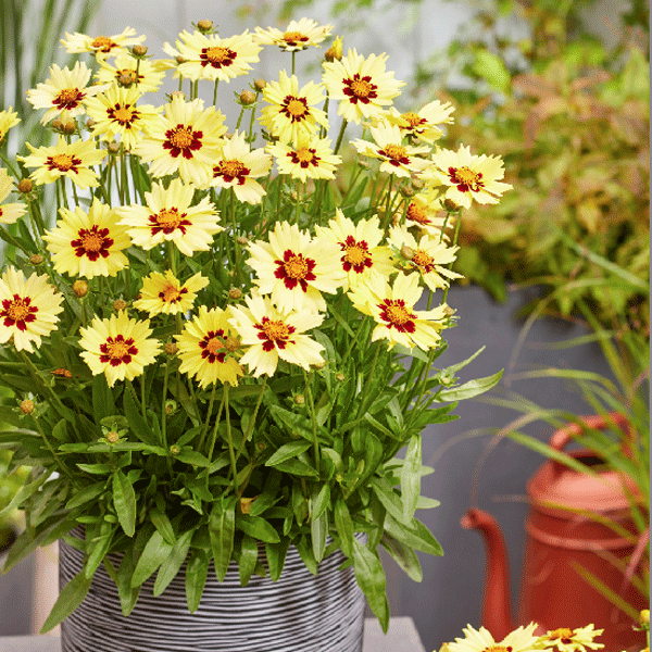 Coreopsis Solar Moon