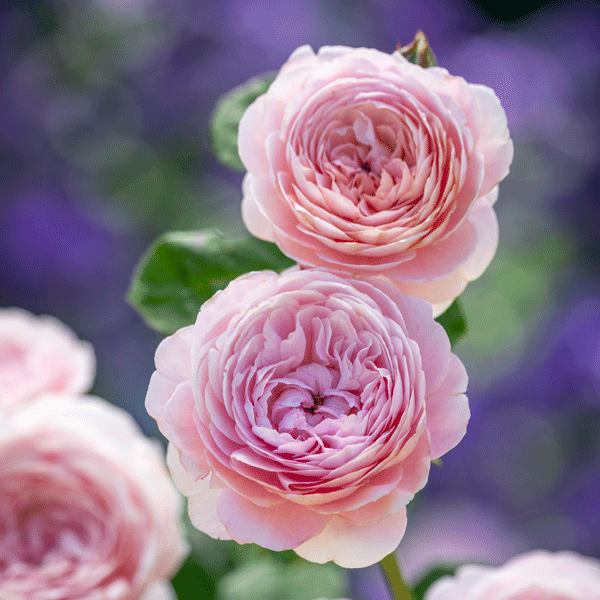 David Austin Rose Queen Of Sweden David Austin Rose Queen Of Sweden