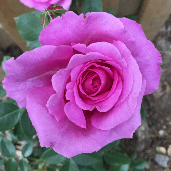 Delbard Rose Belle Parfume Delbard Rose Belle Parfume