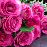 Delbard Rose Belle Parfume Delbard Rose Belle Parfume