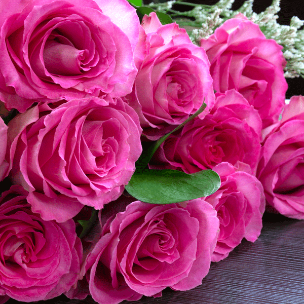 Delbard Rose Belle Parfume Delbard Rose Belle Parfume