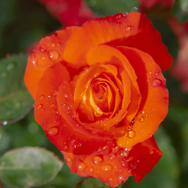 Delbard Rose France Libre Delbard Rose France Libre