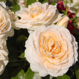 Delbard Rose Jardin De L Essonne Rosdjde - Garden Express Australia