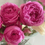 Delbard Rose Madame Delbard Rosdmdb - Garden Express Australia