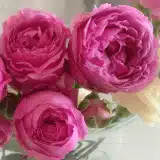 Delbard Rose Madame Delbard Rosdmdb - Garden Express Australia
